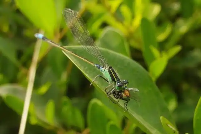 Независимо от размеров, все стрекозы являются хорошими охотниками