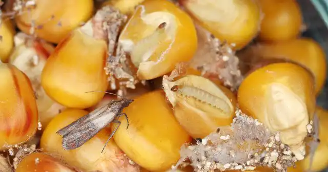 Платяная моль предпочитает драп, натуральное сукно, а шубная – войлок и мех. Но завестись моль может не только в хранящейся одежде