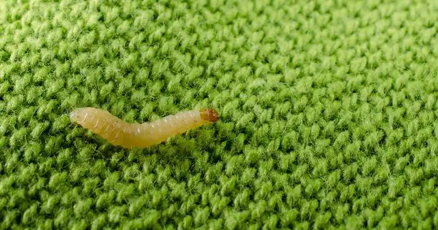 Внутри многоквартирных домов паразит распространяется через двери, мусоропроводы, вентиляционные и коммуникационные каналы