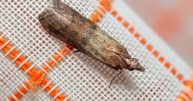 Замеченные в доме мелкие бабочки сигнализируют о том, что необходимо срочно провести ревизию хранящейся одежды, не разбираясь, какой именно вид паразита почтил вас своим визитом