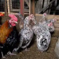 Ситцевые (крапчатые) бентамки