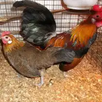 Ореховые бентамки