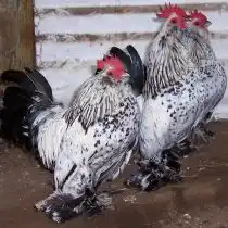 Бельгийская из Уккле