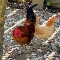 Нанкинские куры