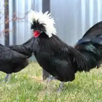Голландские белохохлые куры