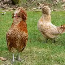 Падуанские бентамки