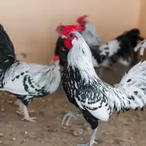 Гамбургские бентамки