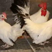 Бентамки шабо