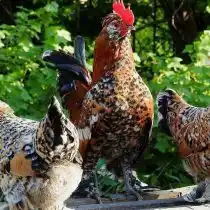 Алтайские бентамки