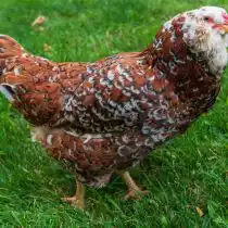 Орловская курица (карликовая форма)