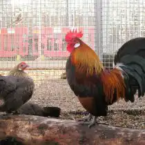 Датские бентамки