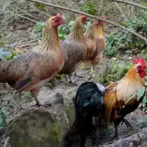 Куры Феникс