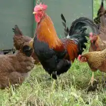 Карликовый вельзумер