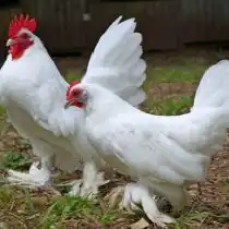 Пероногие (лохмоногие куры)