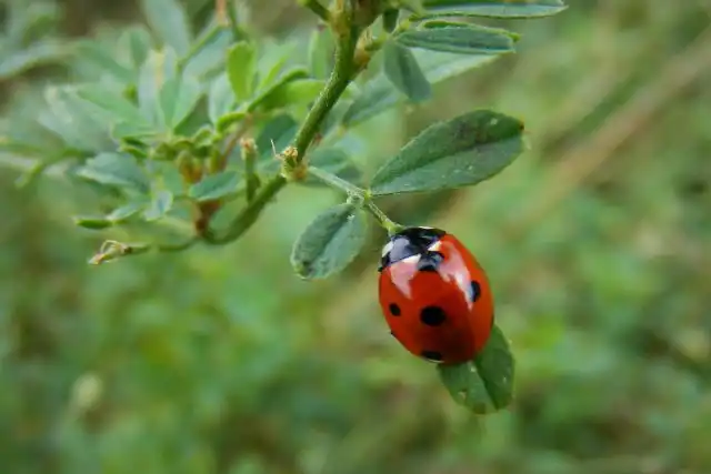 Семиточечная божья коровка (Coccinella septempunctata)