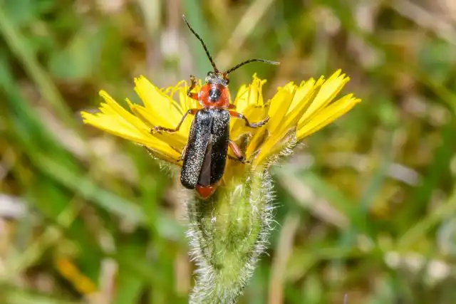 Жук-пожарник, или мягкотелка (Cantharidae)