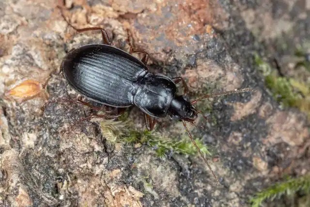 Жужелица (Carabidae)