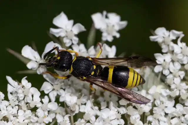 Одиночная оса (Eumeninae)