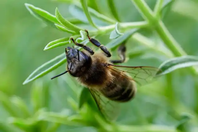 Пчела (Anthophila)
