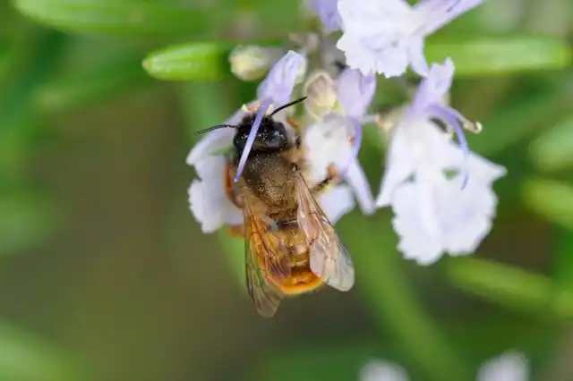 Пчела осмия (Osmia)