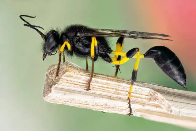 Пелопей обыкновенный (Sceliphron destillatorium)