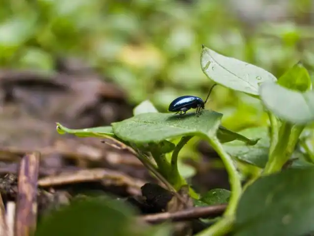 Блошка крестоцветная (Phyllotreta cruciferae)