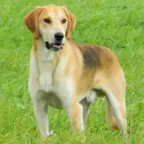 Русская гончая