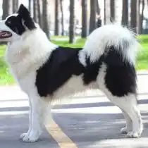 Якутская лайка