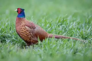 Обыкновенный (кавказский) фазан