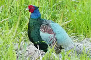 Зеленый фазан