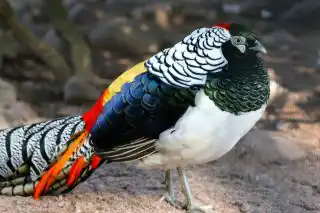 Алмазный фазан