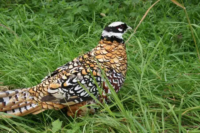 Королевский (пестрый китайский фазан)