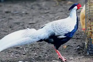 Серебряный фазан