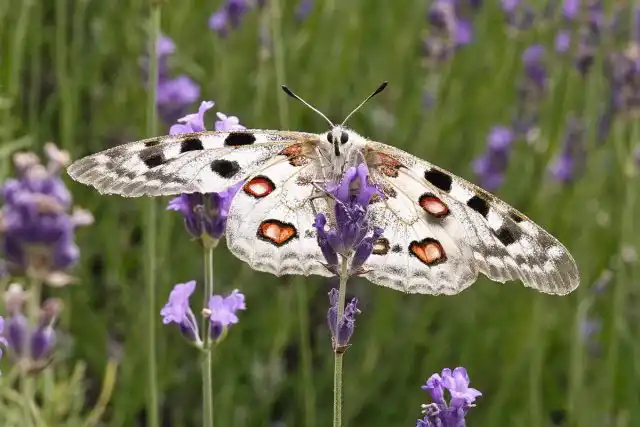 Бабочка Аполлон (Parnassius apollo)