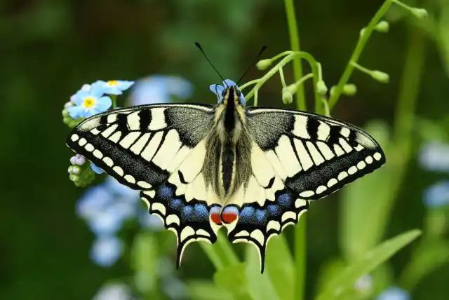 Бабочка Махаон (Papilio machaon)