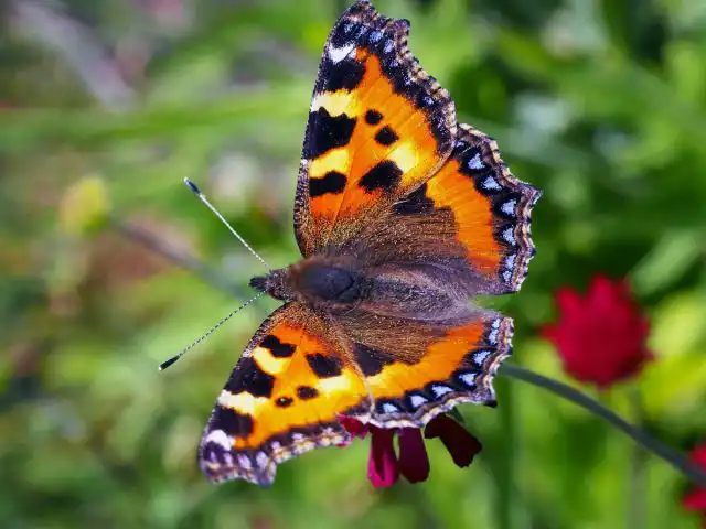 Бабочка Крапивница (Aglais urticae)