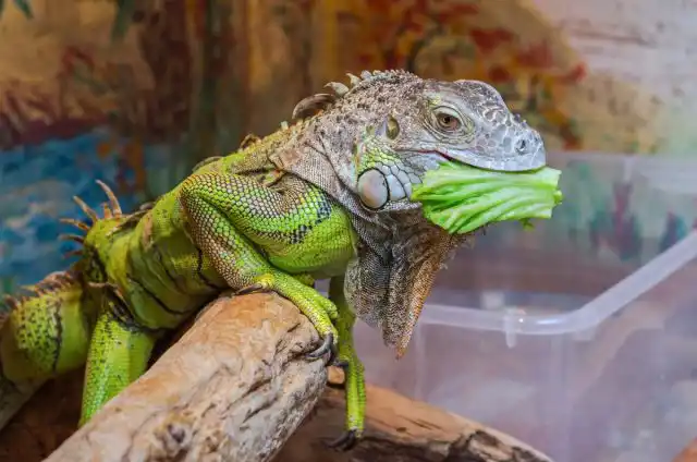 Зеленая игуана не ест мясо