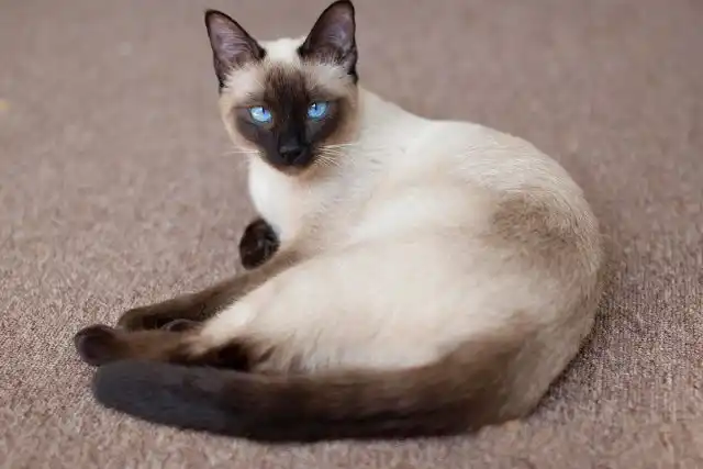 Тайская кошка