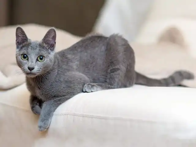 Русская голубая