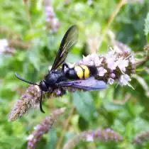 Оса-сколия (Scolia)