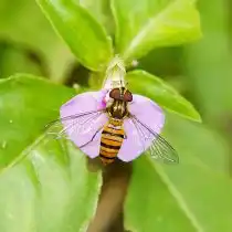 Муха-журчалка (Syrphidae)