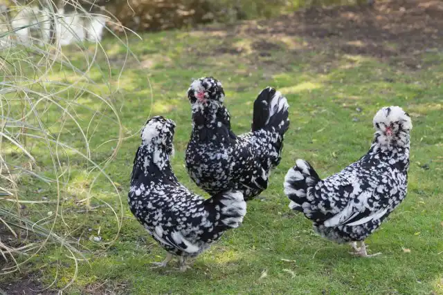 Хохлатые курочки Гудан