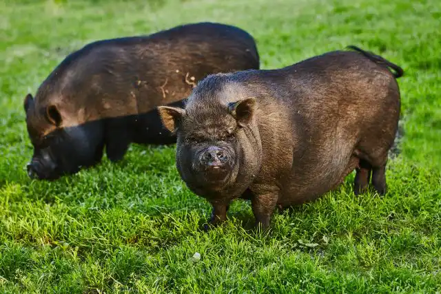 Вьетнамская вислобрюхая свинья