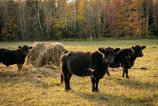 Корова Лоулайн ангус