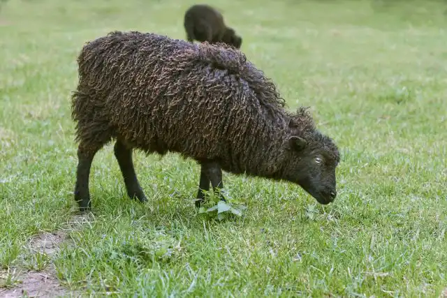 Овца Уэссен, или Бретонский карлик