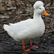 Хохлатая утка