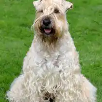 Ирландский мягкошерстный пшеничный терьер