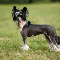 Китайская хохлатая