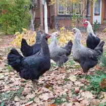Юрловская голосистая порода кур