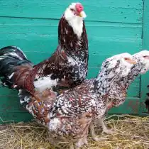 Орловская порода кур